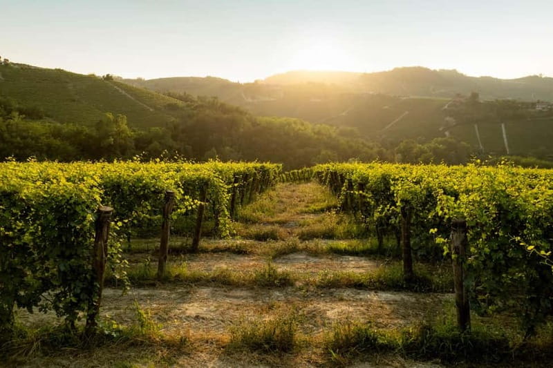 Monforte d'Alba: Wine Tasting, Cellar Visit, and Vineyard Tour - Should You Book Podere Gagliassi?