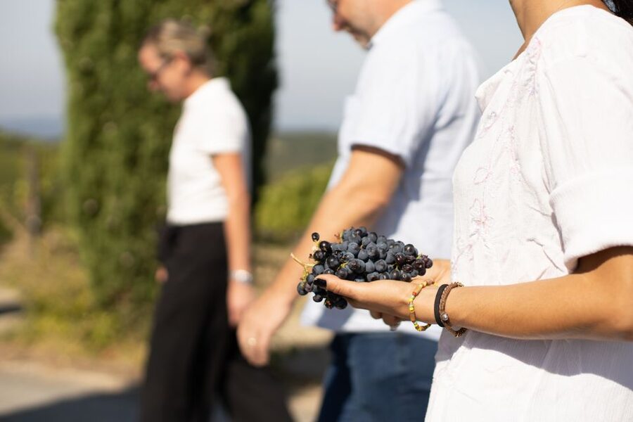Montalcino: Guided Winery Tour & Gourmet Food Tasting - Gourmet food pairing: small bites with big flavor logic