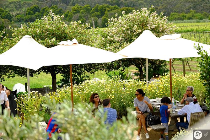 Montalto Vineyard: Mornington Peninsula Discovery Wine Tasting and Lunch - What You Learn: Variety, Site, and Winemaking (Without the Pretend Complexity)