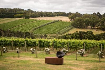 Montalto Vineyard: Mornington Peninsula Discovery Wine Tasting and Lunch - Discovery Tasting in the Alto Wine Room and Piazza Views