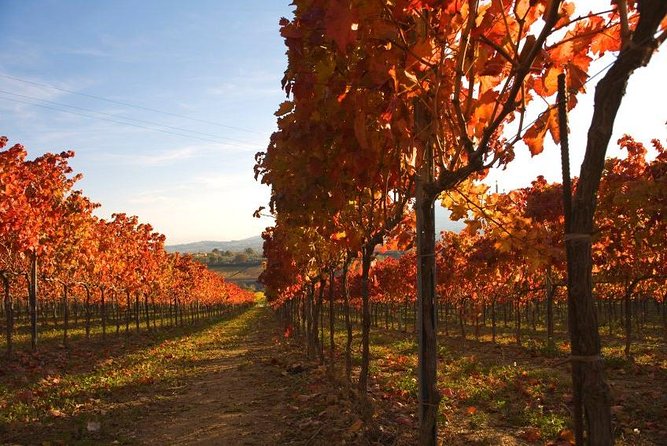 Montefalco: Winery and Oil Mill Tour in with Light Lunch - The tasting and lunch: 5 wines, plus a real meal