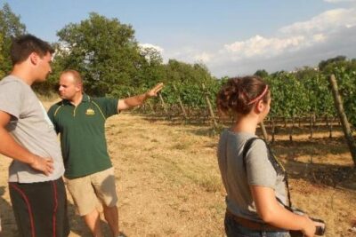 Montefalco: Winery and Oil Mill Tour in with Light Lunch - Price and value: is $83.01 worth it?