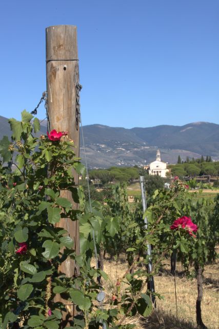 Montefalco: Winery and Vineyard Tour and Private Tasting - Limite Mad.della Stella start: the easy, no-fuss kickoff