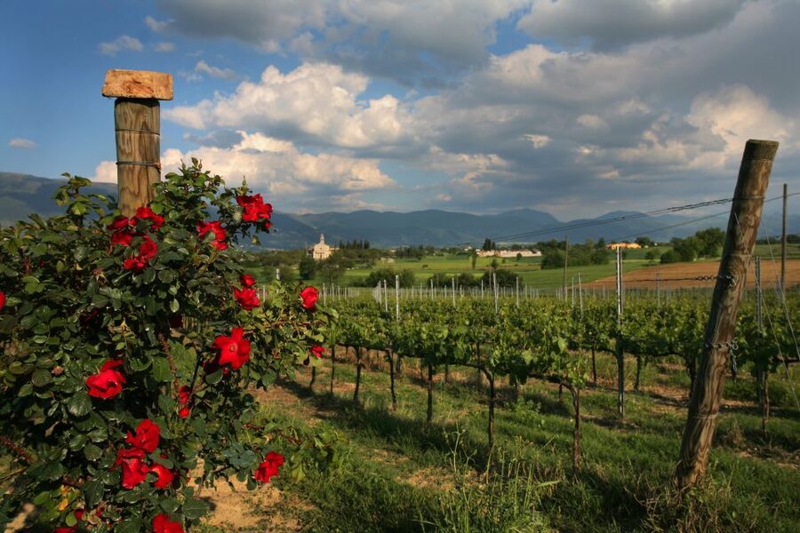 Montefalco: Winery and Vineyard Tour and Private Tasting - The tasting menu: three grapes that explain Montefalco fast