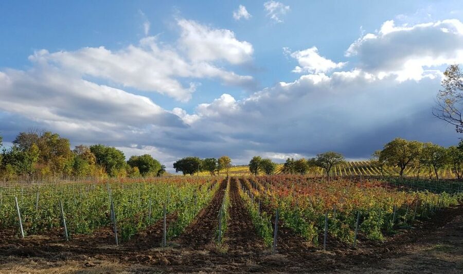 Montepulciano: Tuscan Winery Tour with Wine Tasting & Meal - How long it takes (and how to plan your Montepulciano day)