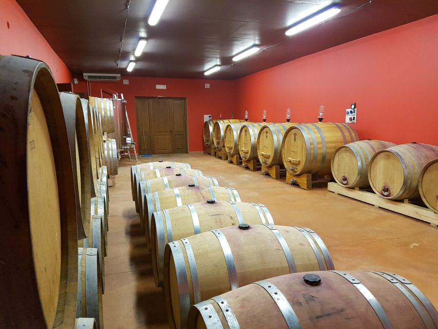 Montepulciano: Winery Tour, Tasting, and Vineyard Picnic - The Guided Winery Tour: From Grape to Cellar