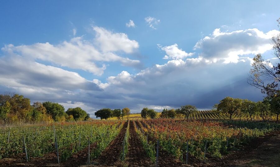 Montepulciano: Winery Tour, Tasting, and Vineyard Picnic - Getting to Podere Casanova and Settling In
