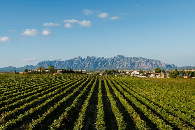 Montserrat,Vineyard, Wine Tasting Small Group Tour & Hotel Pickup - Abadia de Montserrat Basilica: the black Madonna and the pilgrimage site