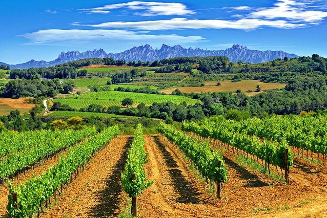 Montserrat,Vineyard, Wine Tasting Small Group Tour & Hotel Pickup - The Montserrat museum: when to add time (and when to skip)