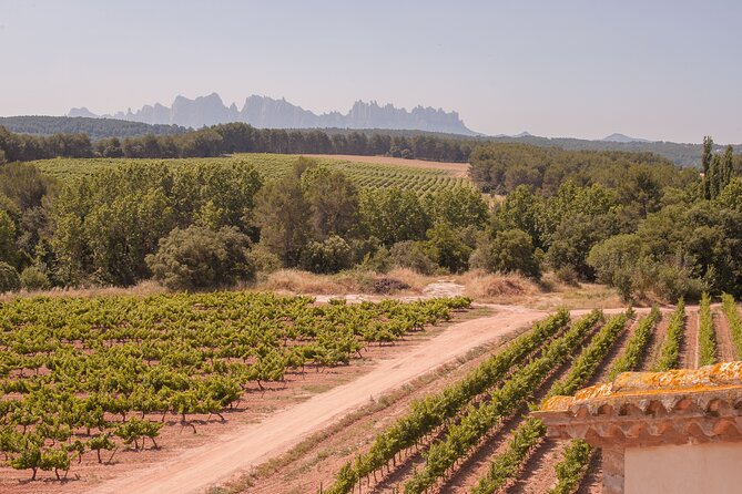 Montserrat with Black Madonna, Winery Tour & Lunch | Private Tour - Oller del Mas Winery Tour: Organic Winemaking and Native Grapes