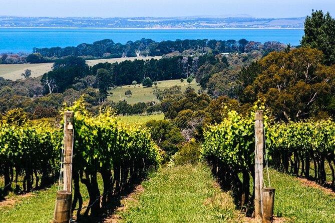Mornington Peninsula Winery, Beer and Spirits Tour - Lunch with choices: T’Gallant Vineyard or Green Olive at Red Hill