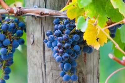 Mornington Peninsula Winery Bus Tour including lunch with a glass of wine - Stop 2: T’Gallant Vineyard and its cellar door expert vibe