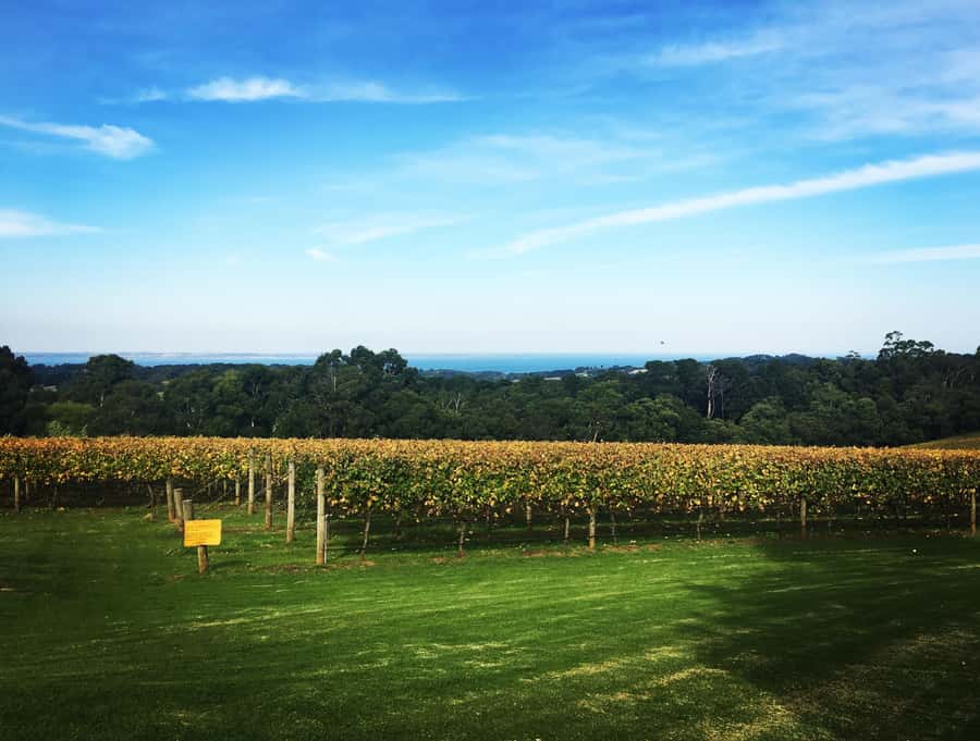 Mornington Peninsula Winery Bus Tour with Lunch & Wine - Key Highlights You Should Know