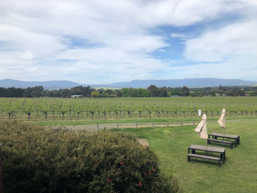 Mornington Peninsula Winery Bus Tour with Lunch & Wine - Mornington Peninsula Wineries, Without the Car Stress