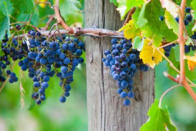 Mornington Peninsula Winery Bus Tour with Lunch & Wine - Getting There: Pickup, the 7-Hour Timing, and What to Pack