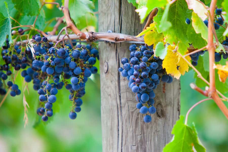 Mornington Peninsula Winery Bus Tour with Lunch & Wine - Getting There: Pickup, the 7-Hour Timing, and What to Pack