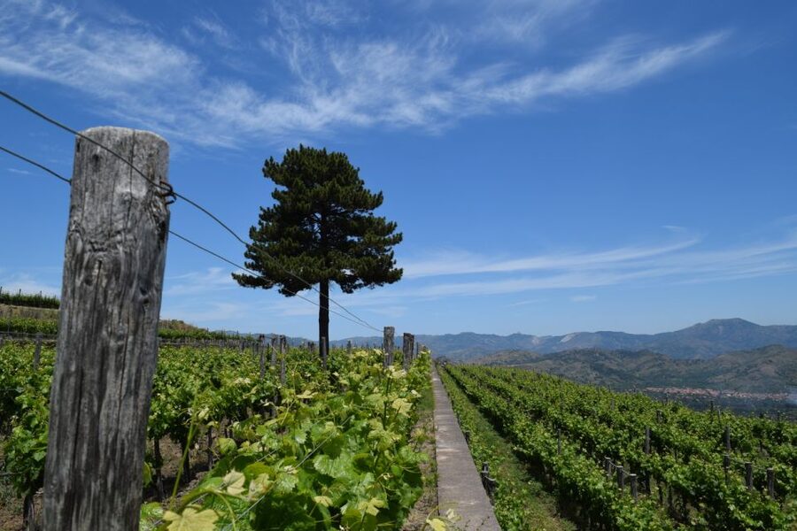 Mount Etna: Winery Tour and Tasting - Why This Mount Etna Tasting Feels Worth It