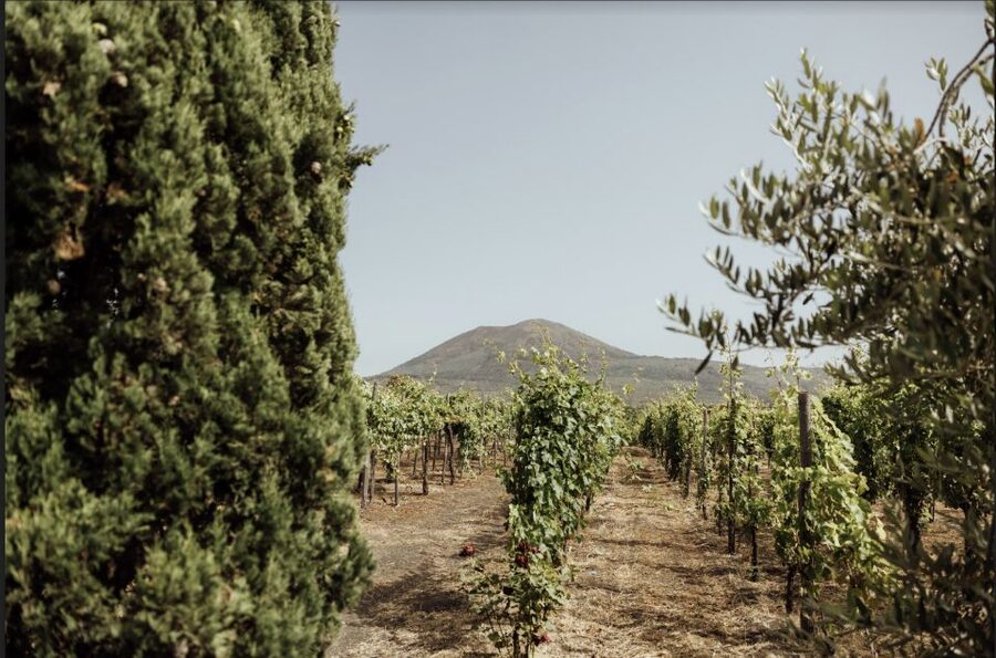 Mount Vesuvius: Vineyard Tour with Wine Tasting and Lunch - Key Things That Make This Vesuvius Wine and Lunch Different