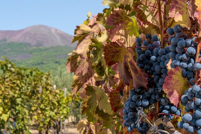 Mt. Vesuvius Tour from Naples with Lunch at a Vineyard Included - Key highlights to notice before you go