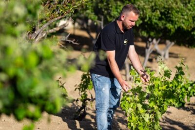 Mykonos: Winery Vineyard Experience with Food & Wine Tasting - The 2-hour walk: olive grove to vine rows