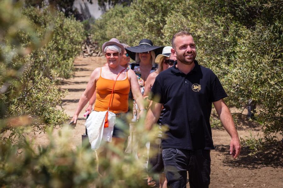 Mykonos: Winery Vineyard Experience with Food & Wine Tasting - Price and logistics: making the $80 feel like value
