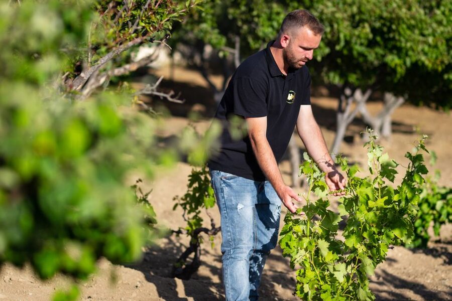 Mykonos: Winery Vineyard Experience with Food & Wine Tasting - The 2-hour walk: olive grove to vine rows
