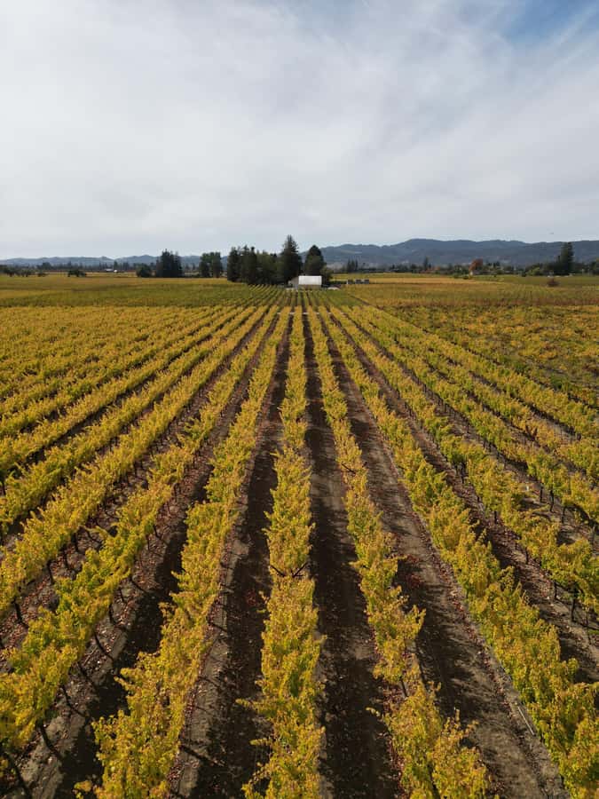 Napa Valley: ATV Vineyard Tour with Wine Tasting - Quick hits before you go