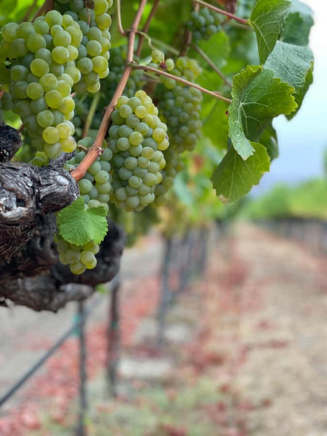 Napa Valley: ATV Vineyard Tour with Wine Tasting - Luxury ATV Through Napa Vines: The Main Event