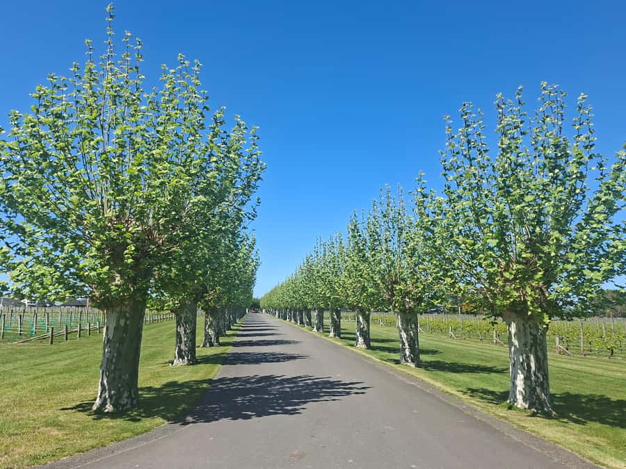 Napier: Afternoon Winery Tour Tasting at 3 Great Wineries - Silky Oaks Chocolates: the sweet stop that resets your palate