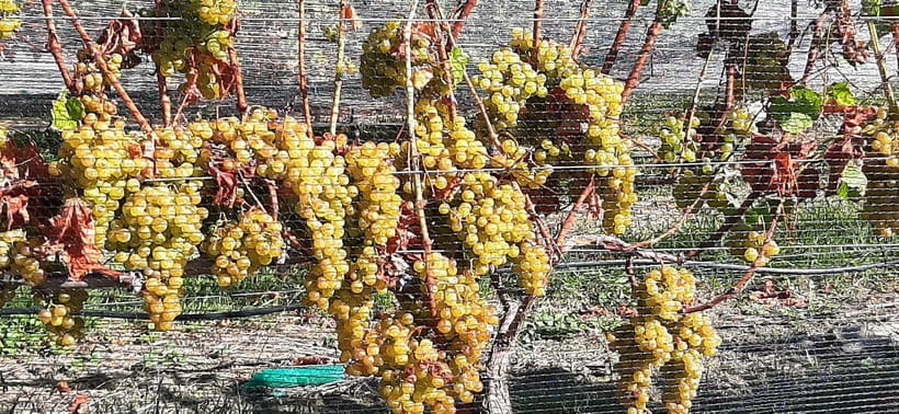 Napier: Winery + Gin Tasting Tour with Lunch Thu Fri Sat - Mission Estate Restaurant lunch: the day’s tasty, historic kickoff