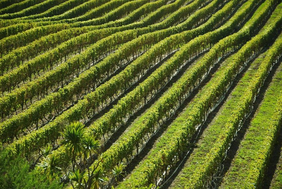 Naples: Mount Vesuvius Vineyard Tour w/ Lunch & Wine Tasting - Key things I’d watch for