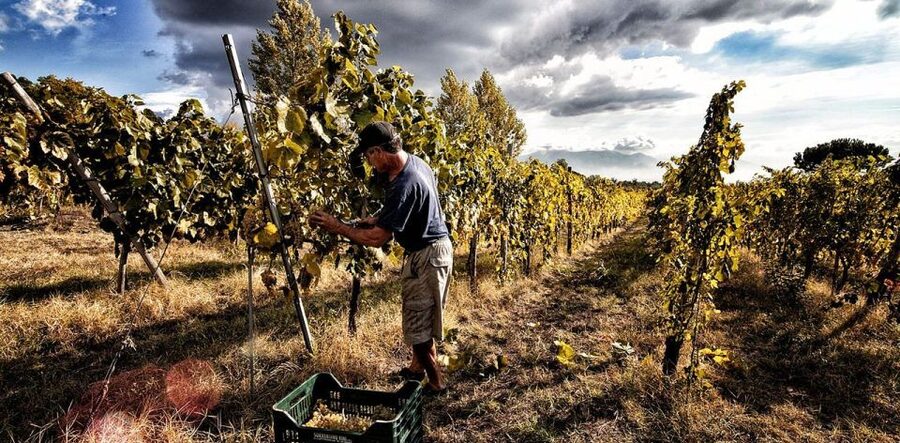 Naples: Mount Vesuvius Vineyard Tour w/ Lunch & Wine Tasting - Mount Vesuvius wine tasting menu: the wines you’ll sample