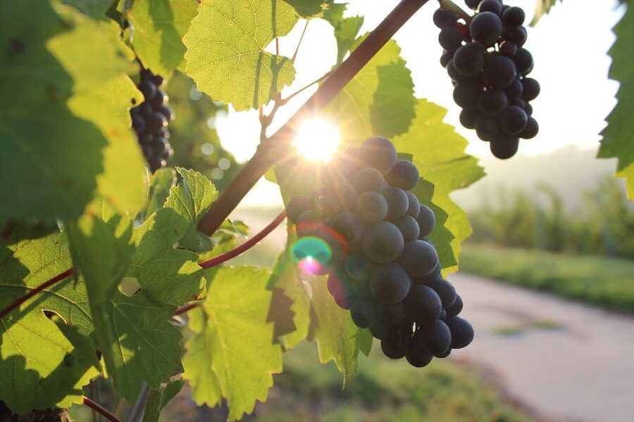 Naples: Mount Vesuvius Vineyard Tour w/ Lunch & Wine Tasting - FAQ