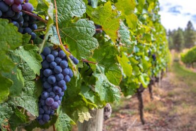 Naramata Bench 5 Winery Tour - Price and What $164.10 Really Buys