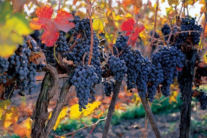 New Experience Concha y Toro Winery Tour from Santiago - The Devil story: Cassillero del Diablo and why it works