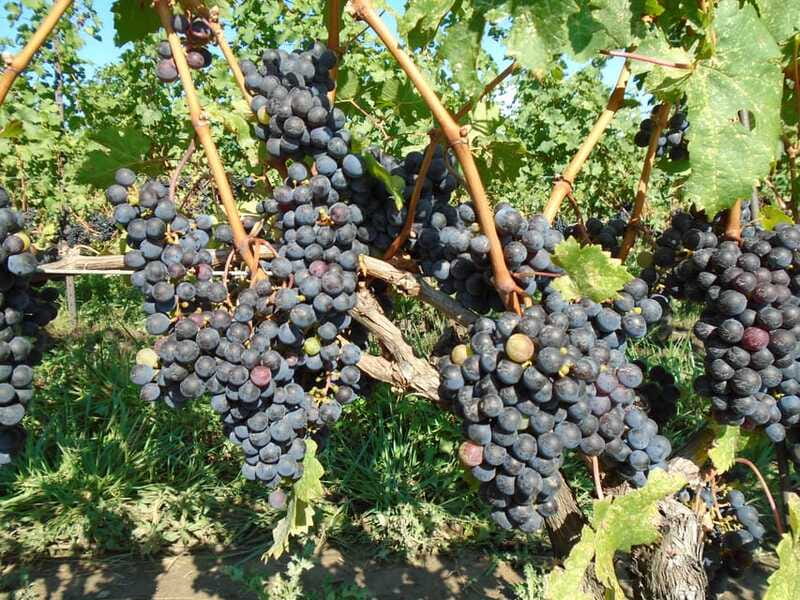 Niagara Falls, Canada: Full-Day Private Winery Tour - Lunch time that lets you recharge (without derailing the day)
