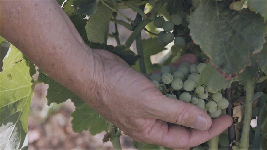 Olbia: Gallura Winery Guided Tour with Tasting - The farm animals: why this tour feels like more than wine