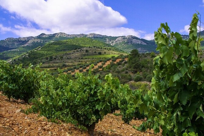 Olive Oil and Winery Tour from Zaragoza City - Zaragoza to Belchite: what this half-day really looks like