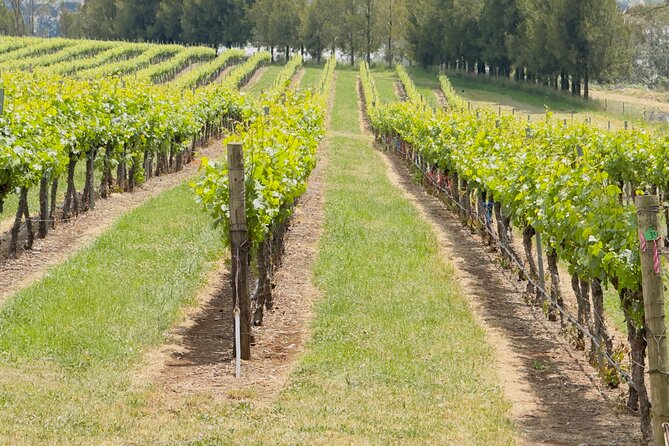 Orange Region Winery Experience by Onayi - Starting Point: Orange Visitor Information Centre on Byng Street