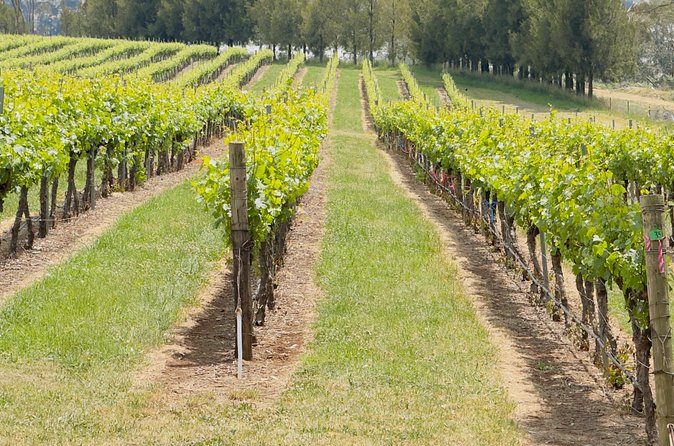 Orange Region Winery Experience by Onayi - Your Driver and Vehicle: What “Trained” Means for You