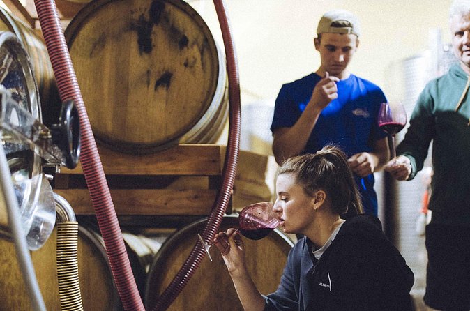 Organic Wine Tasting in the Langhe Hills – Vineyard & Cellar Tour - What to taste for, so you don’t just sip