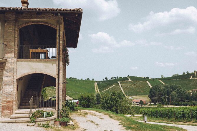 Organic Wine Tasting in the Langhe Hills – Vineyard & Cellar Tour - The vineyard walk: what organic farming looks like in real life