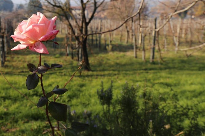 Organic Winery tour with Full Lunch from Assisi - Tili Vini Societa Agricola: Vineyards to Bottle, Step by Step