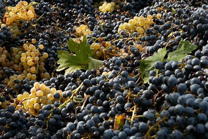 Organic Winery tour with Full Lunch from Assisi - Organic Wine Tasting: Assisi DOC and Umbria IGT Explained by Taste
