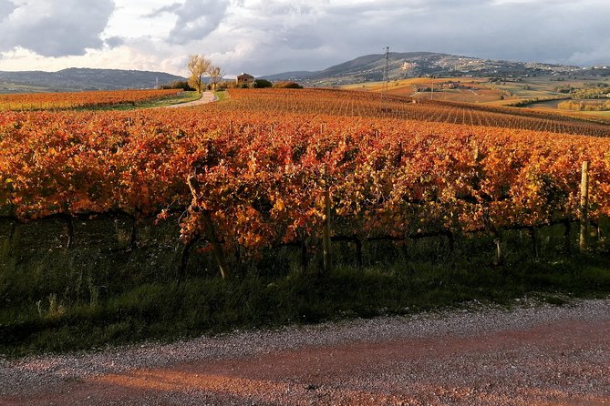 Organic Winery tour with Full Lunch from Assisi - Extra Virgin Olive Oil Tasting: One of the Best Reasons to Go