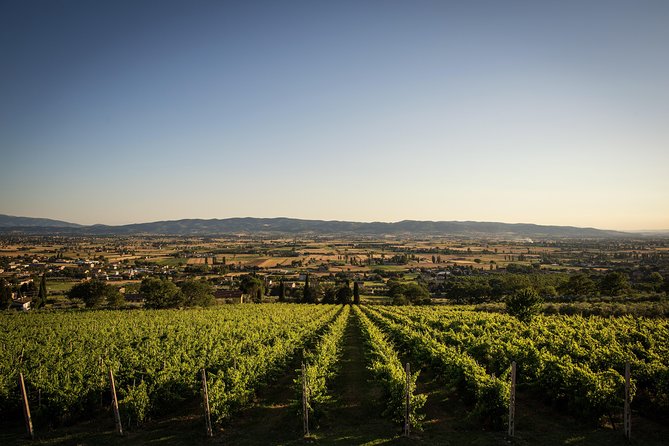 Organic Winery tour with Full Lunch from Assisi - Price and Value: Is $162.90 a Fair Deal?