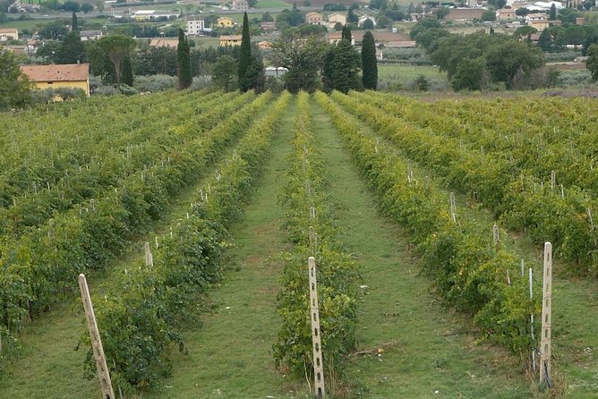 Organic Winery tour with Full Lunch from Assisi - Who This Tour Suits Best (And Who Might Want Something Different)