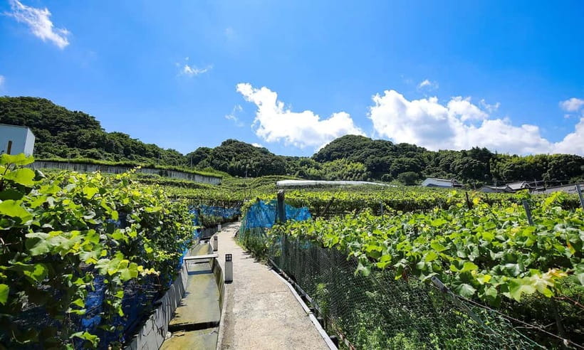 Osaka Winery Tour with Wine Tasting & Vineyard Walk - G20-selected bottles: what that label tells you about the tasting