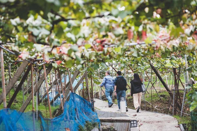 Osaka Winery Tour with Wine Tasting & Vineyard Walk - Where it starts: the Katashimo winery area and quick orientation
