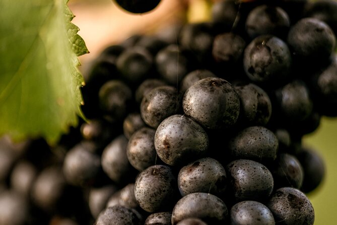 Owners vineyard tour and tasting at Oastbrook - The tasting with Nick in the wine space: how to taste without overthinking